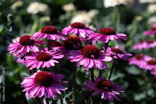 Echinacea flowers