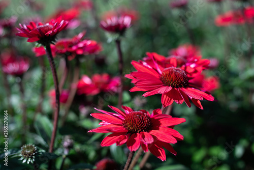 red echinacea flower