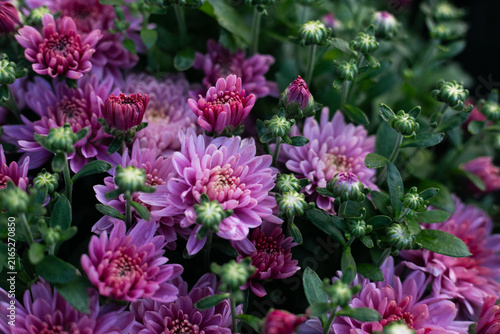 pink and purple chrysanthemum