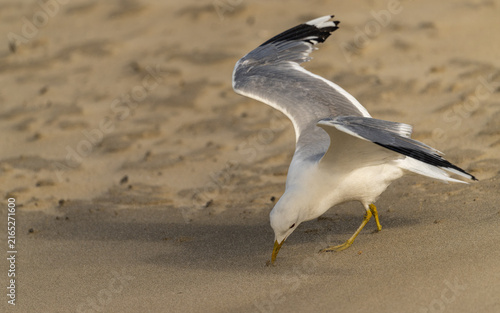 Foto Sturmmöwe (Larus canus)
