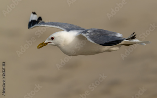 Foto Sturmmöwe (Larus canus)