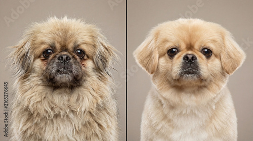 Dog grooming in animal shelter, realistic animal lifestyle scene showing animal welfare, responsible care, wellbeing, humane values, education, community awareness, for humane community awareness