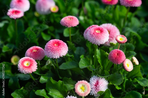 Bellis
