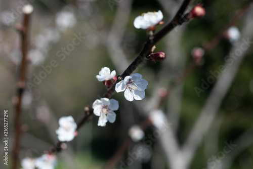 cherry tree blossom