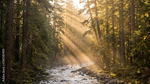 Sun shining through forest trees