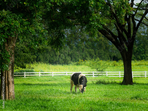 Lone dairy cow grazing on green grass pasture under large shady tree with white fence