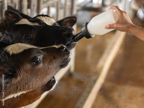 Person feeding baby calf with milk bottle at livestock farm close up