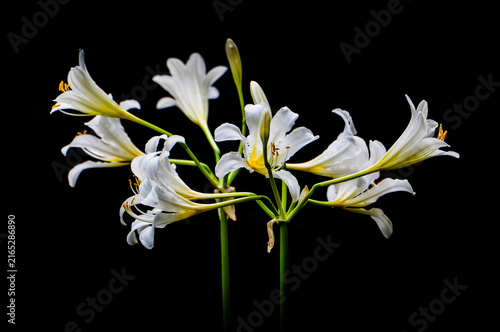 Konstfotografi White Spider Lily (Lycoris albiflora) Isolated on Black Background — Dramatic Fi