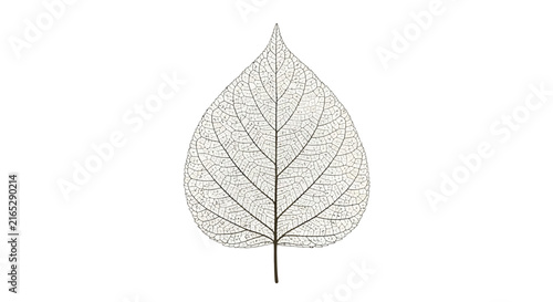 Skeleton Leaf Nature Detail.