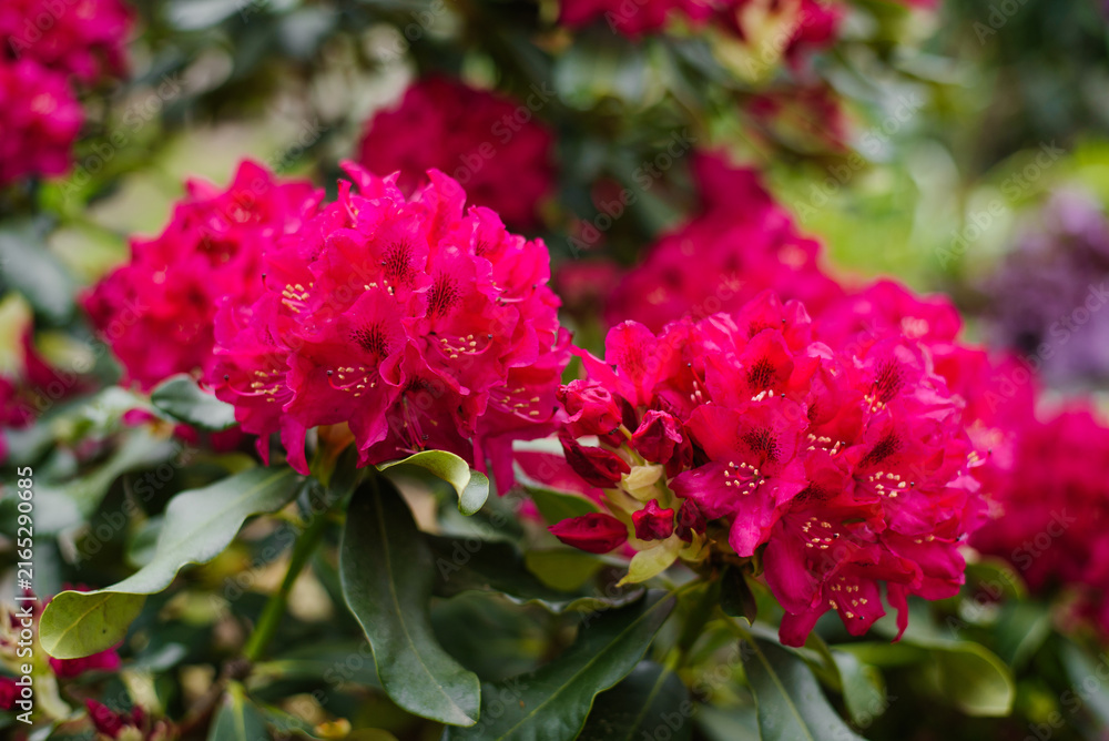 Fototapeta premium Vibrant Rhododendron Nova Zembla Flower Clusters in Garden