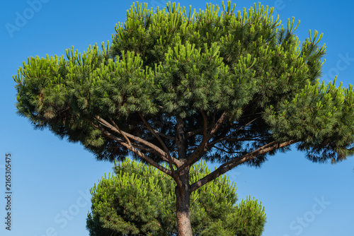 Italian stone pine tree stands tall against cloudless blue sky in Galitsky Park, displaying its characteristic umbrella-like canopy of dark-green foliage.