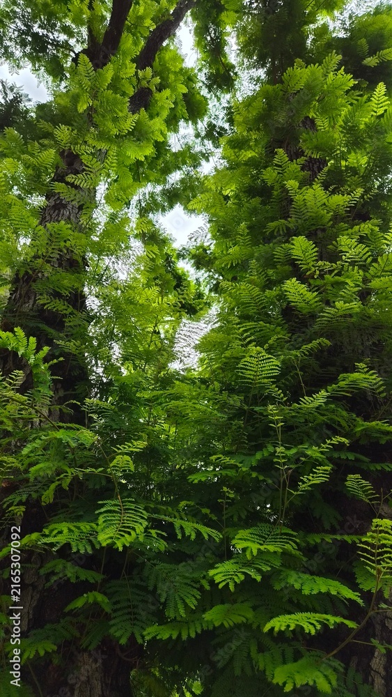 Obraz premium Lush Green Ferns Growing on Large Tree Trunks