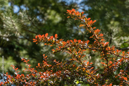 Close-up of plant branch of barberry Berberis thunbergii Atropurpurea with small, vibrant leaves in shades of red and green, set against blurred background of dense foliage.Nature concept for design