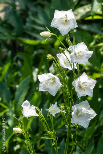 Delicate white bell flowers, belonging to the Campanula family, set against lush green background. Blooms appear fresh with dewdrops, adding serene and natural charm. Nature concept for design