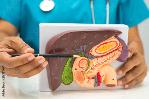 Fotografie Liver with gallbladder, pancreas spleen and duodenum, Asian doctor holding human anatomy model for study diagnosis and treatment in hospital