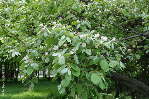 Pinkish white flowers of quince tree in May