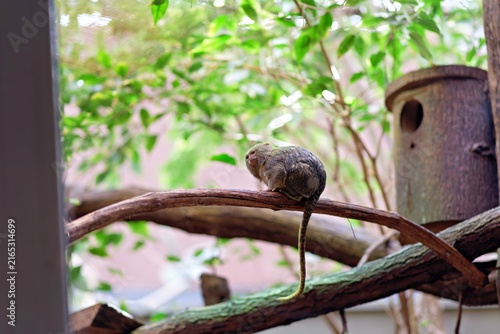 Bild auf Leinwand Small pygmy marmoset perched on a wooden branch showing its long striped tail with green leaves foliage in background