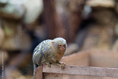Canvastavla Close-up photo showing detailed facial features of a pygmy marmoset sitting on a wooden frame inside an enclosure