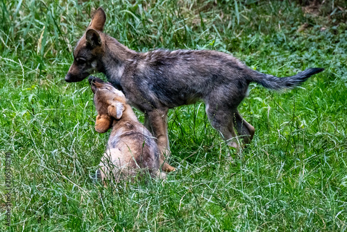 Jeunes loups jouant