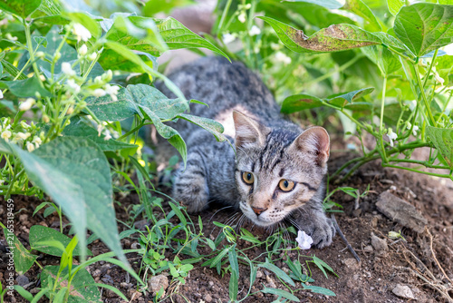 Fotografie Close-up candid photograph capturing a domestic tabby cat in a low hunting crouch, with wide open eyes fixed intently on prey within lush green foliage