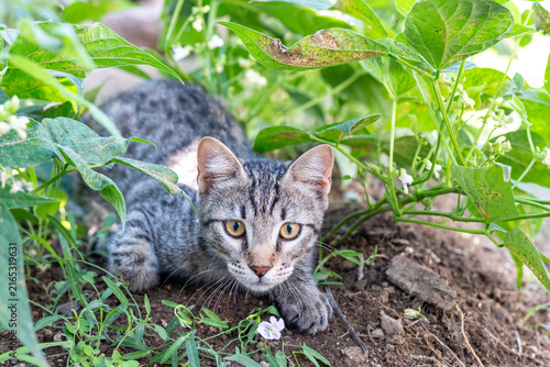 Obraz na plátně Close-up candid photograph capturing a domestic tabby cat in a low hunting crouch, with wide open eyes fixed intently on prey within lush green foliage