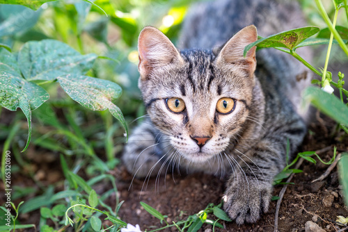 Canvas Print Close-up candid photograph capturing a domestic tabby cat in a low hunting crouch, with wide open eyes fixed intently on prey within lush green foliage