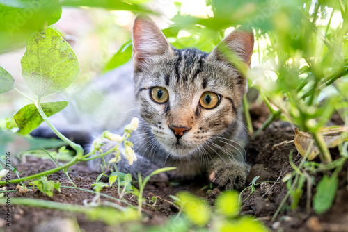 Canvas Print Close-up candid photograph capturing a domestic tabby cat in a low hunting crouch, with wide open eyes fixed intently on prey within lush green foliage