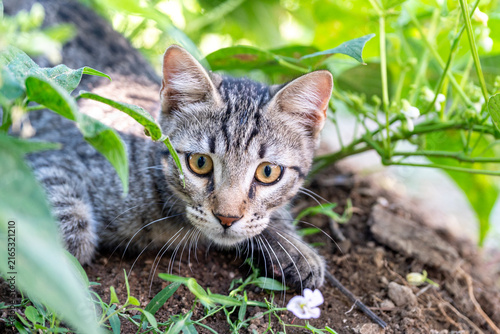 Obraz na plátně Close-up candid photograph capturing a domestic tabby cat in a low hunting crouch, with wide open eyes fixed intently on prey within lush green foliage