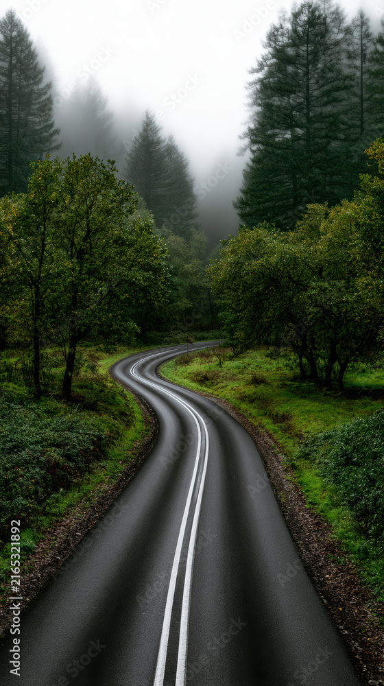 Fototapeta premium Curving road fog forest misty green trees nature landscape tranquil morning. Curving road through misty forest with lush green trees and foggy