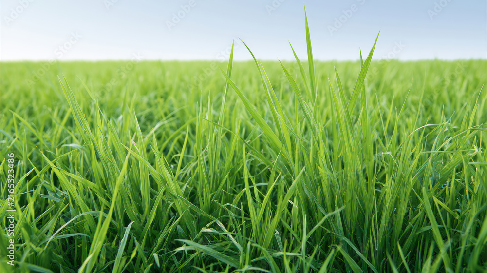 Obraz premium Lush green grass field under clear blue sky, vibrant fresh blades stretching to horizon, natural outdoor landscape, peaceful and serene
