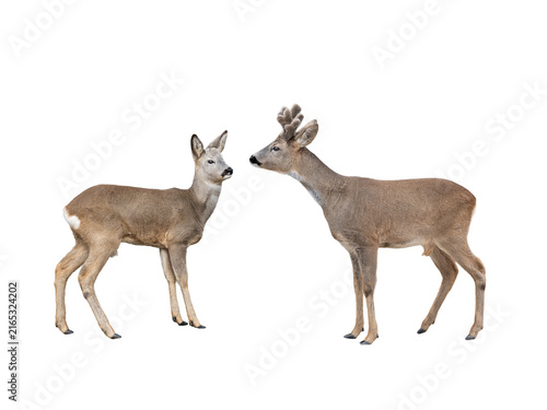 Foto Male and female roe deer couple isolated on white background.