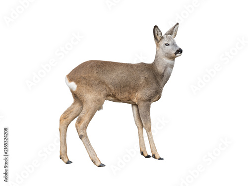 Foto Full body roe deer doe standing isolated on white background.