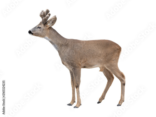 Cuadro en lienzo Full body roe deer buck standing isolated on white background.
