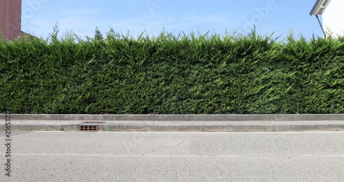 Leyland cypress privacy hedge at roadside. Sky, buildings by sides, concrete sidewalk and street in front. Background and texture.