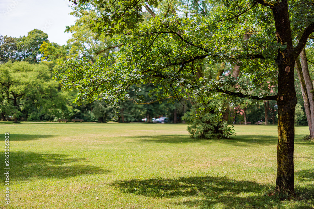 Obraz premium Sunlit tree canopy casting shade across a green park lawn