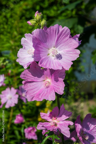 Horizontal close-up of a pink mallow flower with delicate petals and a white center in a garden. Great for elegant botanical photography, summer floral art, and nature-inspired background designs.