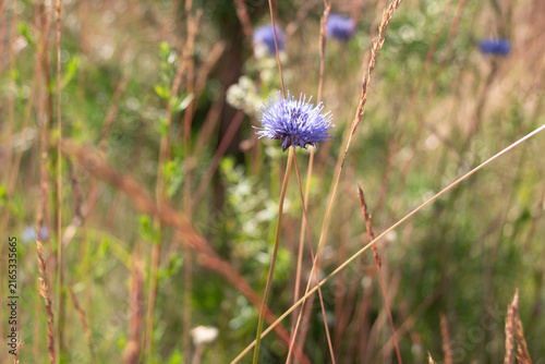 Konstfotografi Horizontal close-up of a blue eryngium flower with spiky bracts surrounded by dry golden grass stems