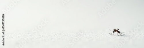 Tiny mosquito shadow, delicate, soft edges, white backdrop , shadow, nature, black
