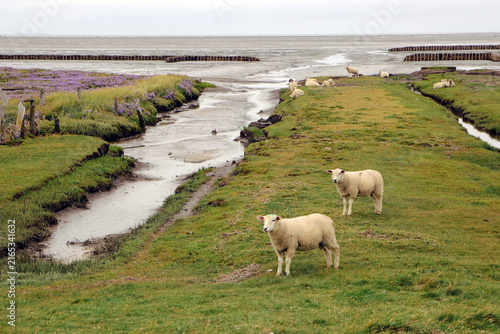 salzwiesenschafe am wattenmeer