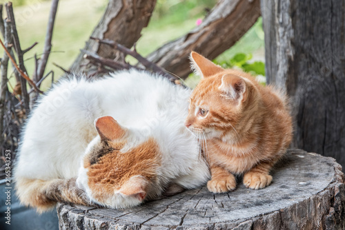 Ginger kitten sleeps safely against its mother cat while resting together on a stump in the countryside.