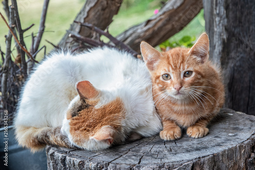 Alert ginger kitten looks at the camera beside its sleeping mother cat in a rustic countryside environment.