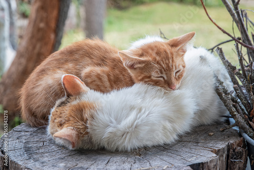 Ginger kitten sleeps safely against its mother cat while resting together on a stump in the countryside.
