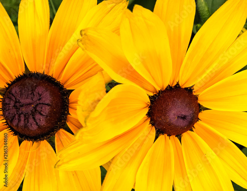 Fotografía Beautiful rudbeckia. A sign of summer. Natural background.