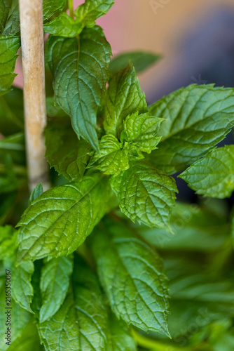 Feuilles de menthe fraîche en gros plan