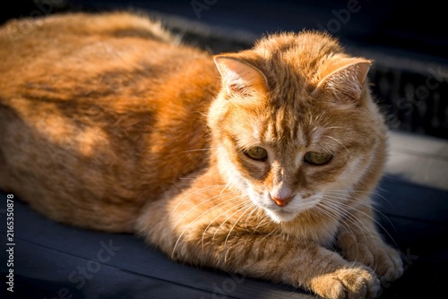 Chat roux au repos en extérieur