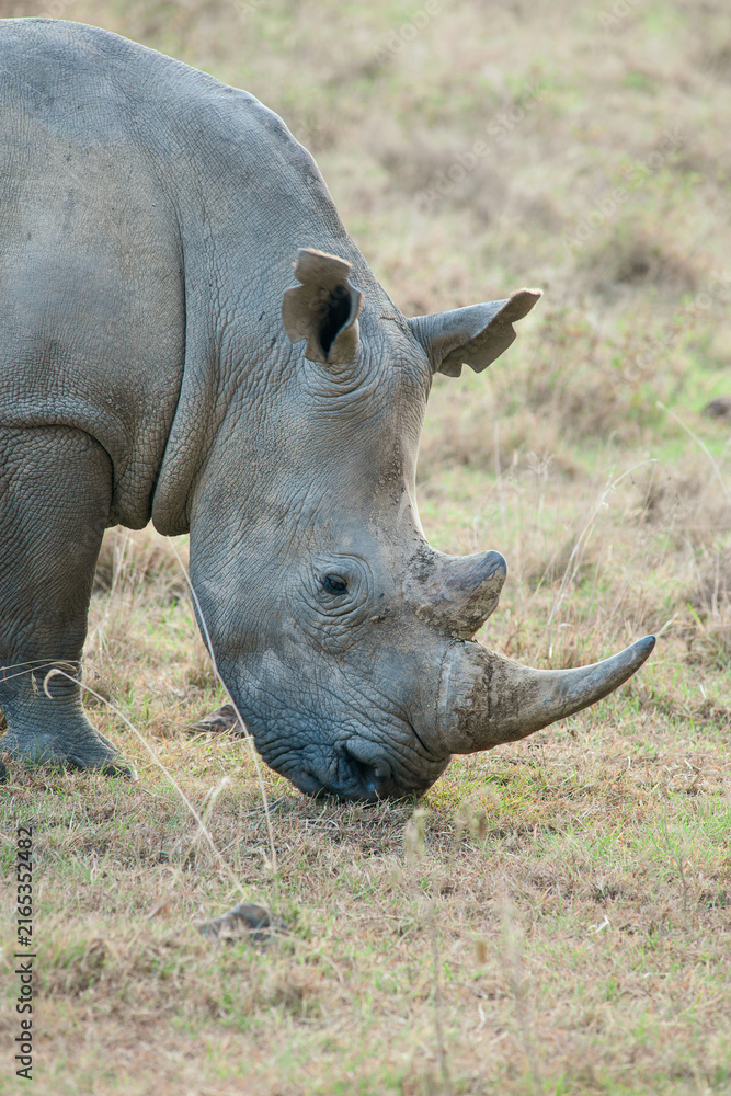 Fototapeta premium rhino in the wild