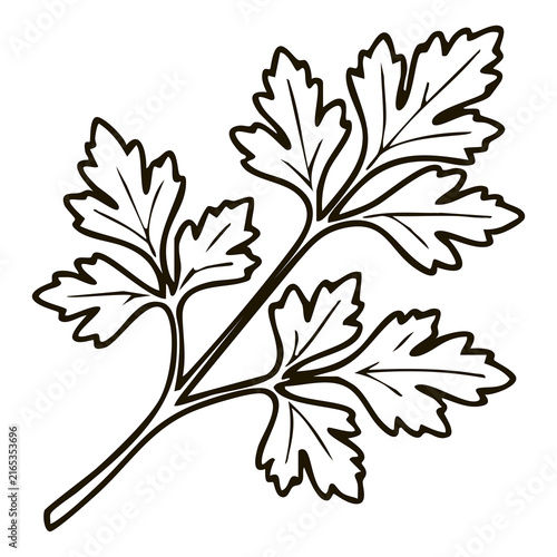 Fresh Parsley Branch Line Art - Cilantro Leaf Vector Illustration for Cooking Recipe Books, Spice Shop Logos, and Restaurant Menus