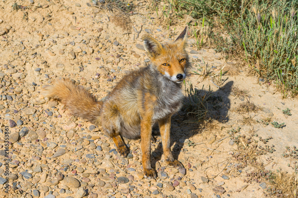 Obraz premium Rotfuchs (Vulpes vulpes) im Naturpark Bardenas Reales, Navarra, Spanien