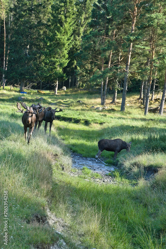 Moose by Small Stream on Green Forest Slope in Sunlight