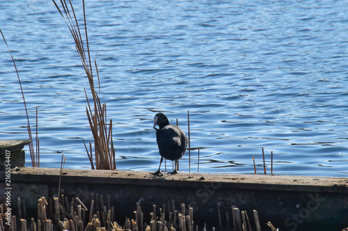 Eurasian Coot standing on a wooden pier by a blue lake